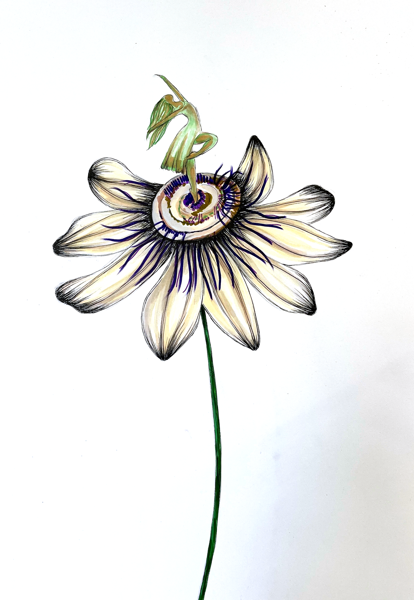 Passion Flower