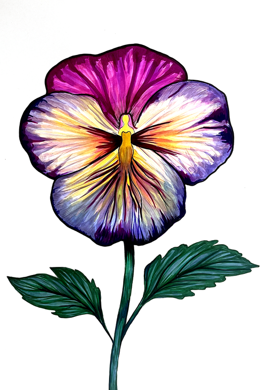 The Pansy