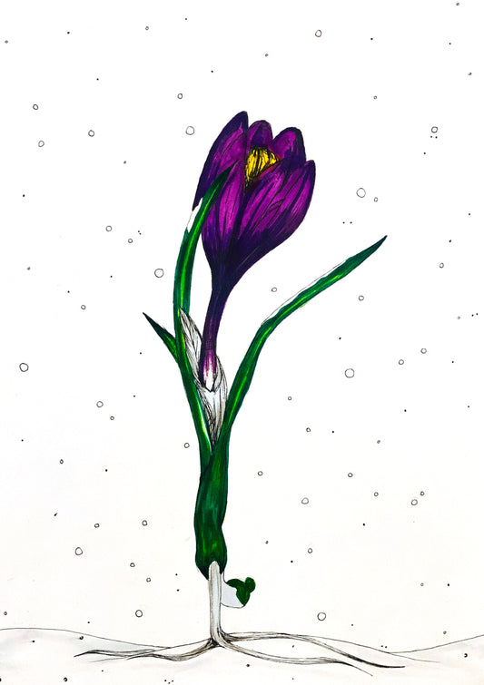 Despite The Winter